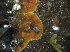 Ralfsia fungiformis thumbnail 4
