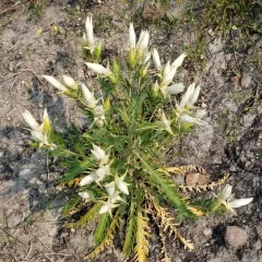 Ten-petal Stickleaf thumbnail 2