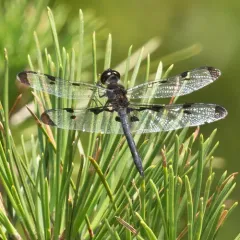 Banded Pennant thumbnail 3