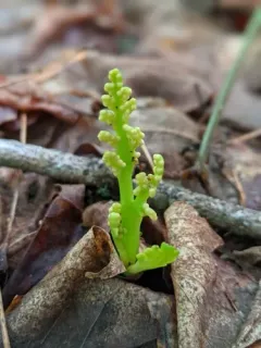 little goblin moonwort thumbnail 3
