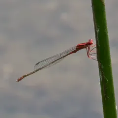 Scarlet Bluet thumbnail 2