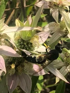 Horse Guard Wasp thumbnail 3