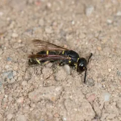 Parancistrocerus pensylvanicus thumbnail 3