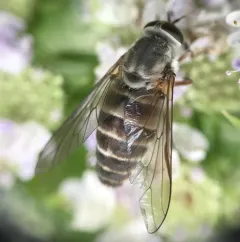 Shaved Horse Fly thumbnail 3