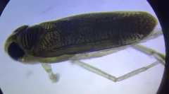 Trichocorixa calva thumbnail 2