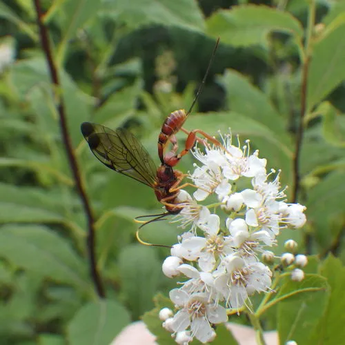 Spilopteron vicinum