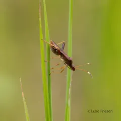 Lupine Bug thumbnail 3