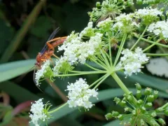 Trogus edwardsii thumbnail 2