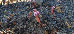 Hairy Stonecrop thumbnail 3
