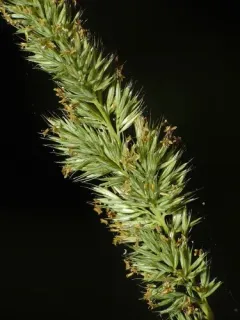 Green Muhly thumbnail 2