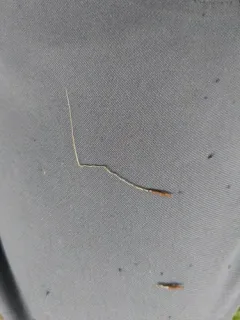Blackseed Needlegrass thumbnail 3