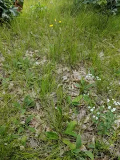 Beaked Hawkweed thumbnail 4