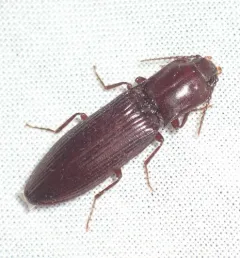 Laneganus sulcicollis thumbnail 2