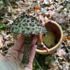 Old-man-of-the-woods thumbnail 4