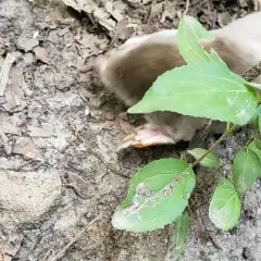 Eastern Mole thumbnail 4