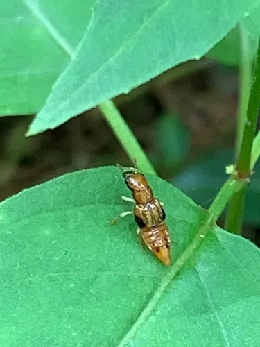 Oxyporus ashei