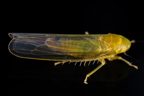 Forcipata calipera