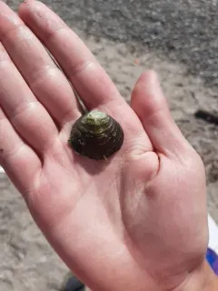 Round Hickorynut thumbnail 2