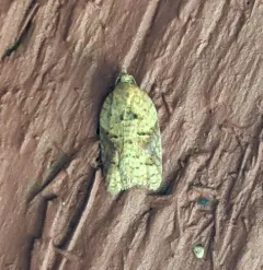 Acleris britannia thumbnail 1