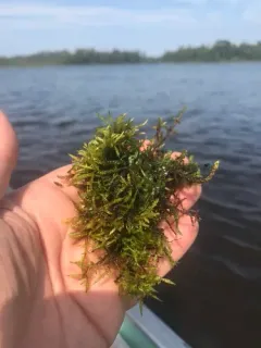 Straw Spear-moss thumbnail 2