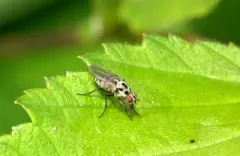 Anthomyia pluvialis thumbnail 2