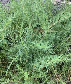 Herbaceous Seepweed thumbnail 2