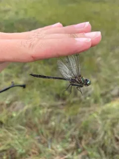 Quebec Emerald thumbnail 2