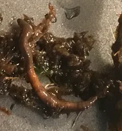 Square-tailed Worm thumbnail 1