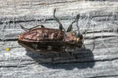 Chrysobothris neopusilla thumbnail 2