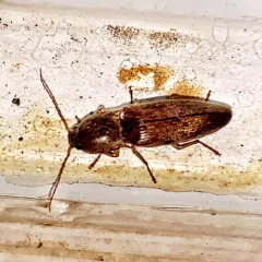 Monocrepidius lividus thumbnail 3