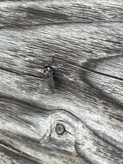 Anthomyia pluvialis thumbnail 3