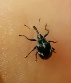 Anthonomus lecontei thumbnail 2