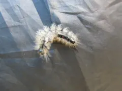 Sharp-lined Tussock Moth thumbnail 2