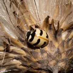 Three-banded Lady Beetle thumbnail 4