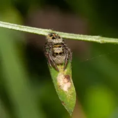 Grayish Jumping Spider thumbnail 4