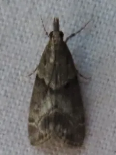 Eudonia torniplagalis thumbnail 2
