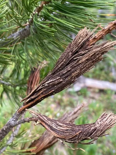 Brown Felt Pine Blight