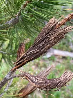 Brown Felt Pine Blight thumbnail 1