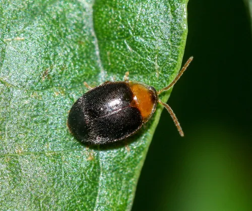 Sacodes thoracica