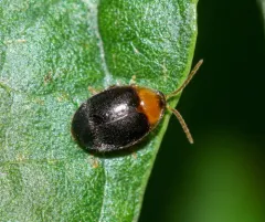 Sacodes thoracica thumbnail 1