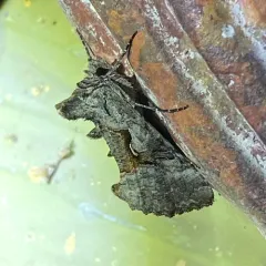 Epigaea Looper Moth thumbnail 3