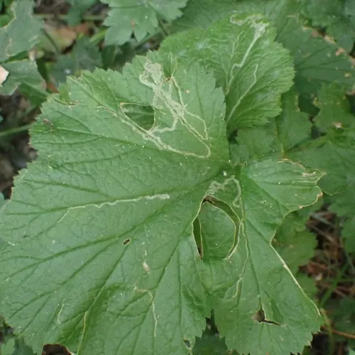 Agromyza idaeiana