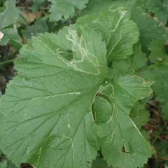 Agromyza idaeiana thumbnail 1