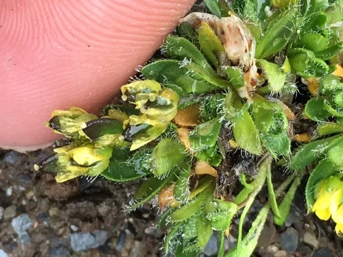 Macoun's Whitlow-grass