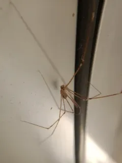 Tailed Cellar Spider thumbnail 2