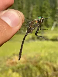 Whitehouse's Emerald thumbnail 2