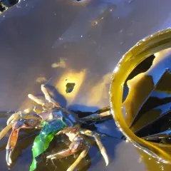 Graceful Kelp Crab thumbnail 4