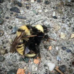 California Bumble Bee thumbnail 4