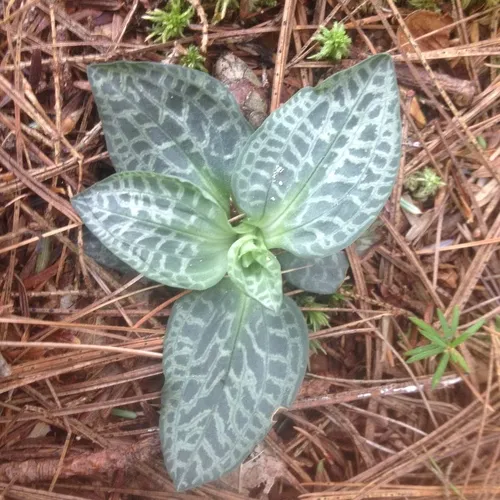 checkered rattlesnake plantain