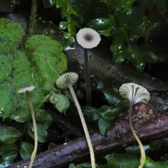 Collared Mosscap thumbnail 1